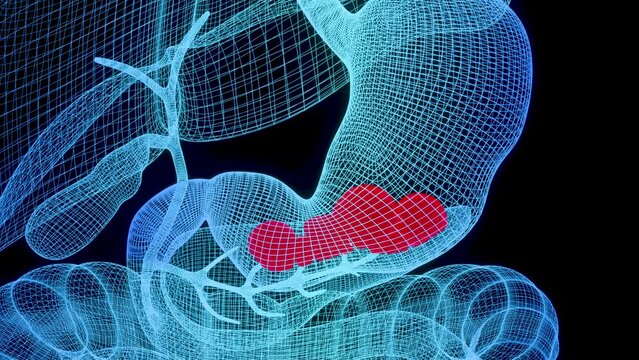 Human Stomach Anatomy Digestion, esophagus abdomen gastric with acid digestive, Cross cut section isolated of internal organ, Gastric gut, process of break down the food, nutrition concept, 3D reander