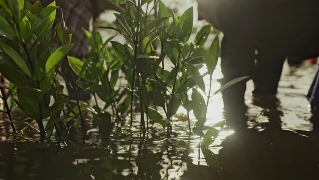 planting mangrove trees in the water by two workers
