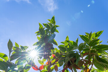Pleroma urvilleanum, Tibouchina urvilleana, flowering plant in the family Melastomataceae, glory bush, pleroma, lasiandra, princess flower,purple glory tree, Kalalau Lookout, Kokee State Park 