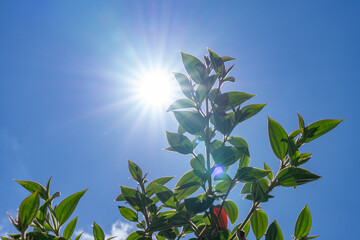 Pleroma urvilleanum, Tibouchina urvilleana, flowering plant in the family Melastomataceae, glory bush, pleroma, lasiandra, princess flower,purple glory tree, Kalalau Lookout, Kokee State Park 