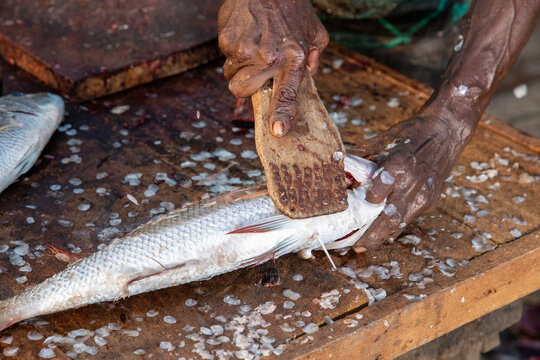 Catch of the day - the fish market of Negombo