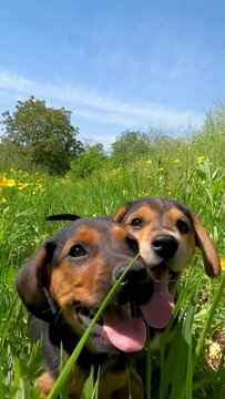 dog in the field. two puppies play in green grass among flowers. puppies playing outdoors