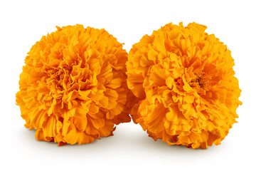 fresh marigold or tagetes erecta flower isolated on white background with full depth of field.