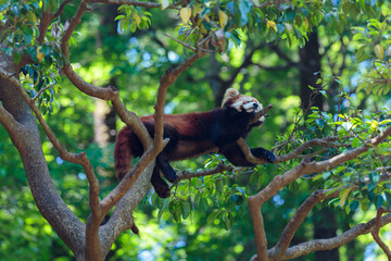 木の上にいるレッサーパンダ