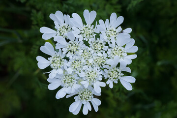 ホワイトレースフラワー