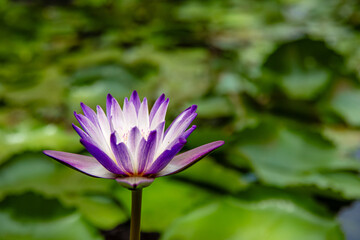 The purple lotus bloomed beautifully with the sun in the morning,  space for text.