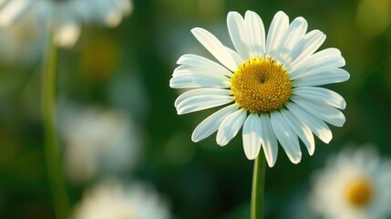 The daisy scientifically known as Bellis perennis is a European plant from the Asteraceae family commonly seen as the typical example of a daisy