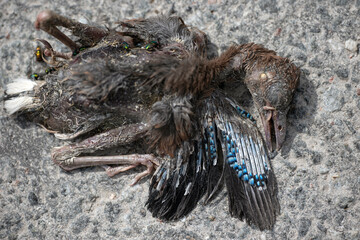 dead bied on a road, nacka,sverige,sweden,stockholm,summer,sommar,Mats