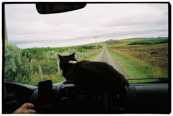 cat on the dashboard of a car