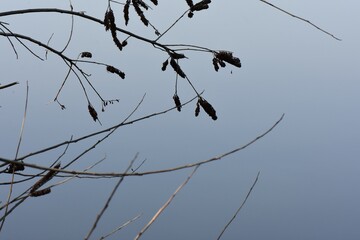 branches of a tree