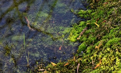 green moss on the stone