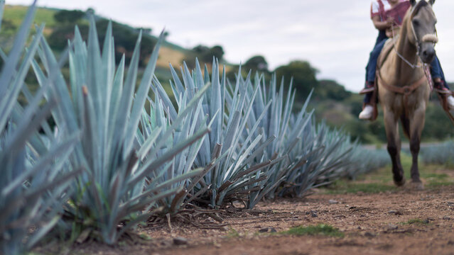 Tequila: Mexico Agave