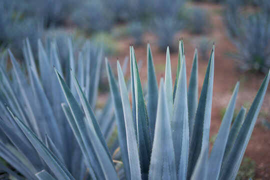 Agave: tequila field
