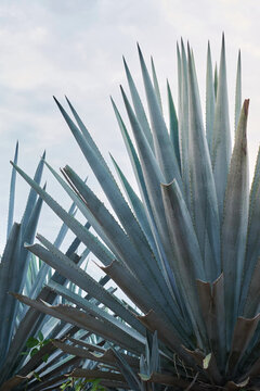 Tequila: agave