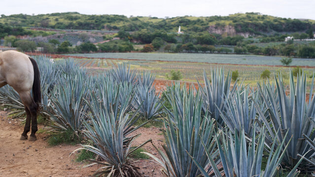 Mexico nature