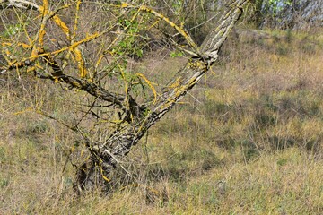 Fototapeta premium old willow tree
