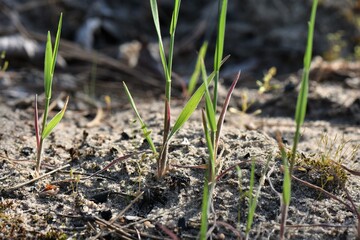 grass in the ground