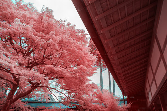  Infrared Perspective of Temple Eaves and Pink Trees