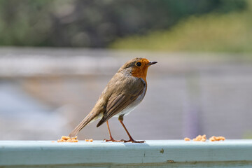 robin on the railing of the balustrade