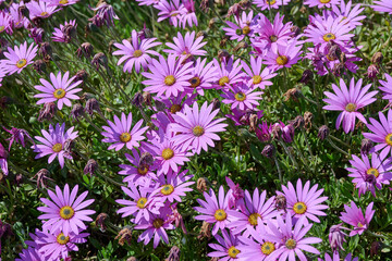 beautiful large purple flowers with a yellow and pink center and lots of leaves