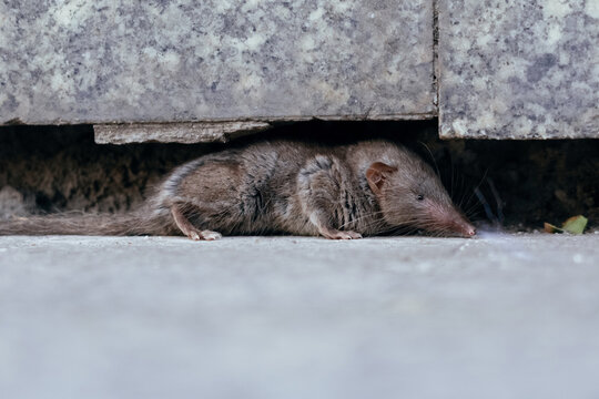 Animal shrew in city street