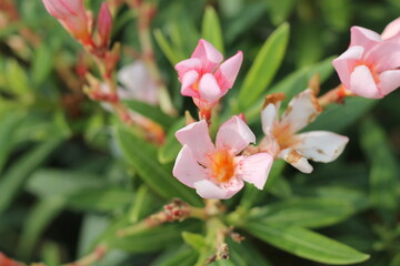 Blooming Pink Flowers