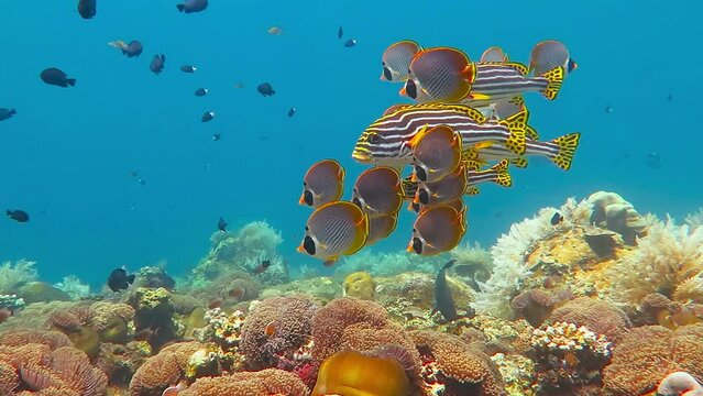 School of Yellow Lined Oriental Grunts Sweetlips (tropical fish), Clown Anemonefish and Butterflyfish swimming over the coral reef in sea while scuba diving. Exotic underwater vacation with sea life.