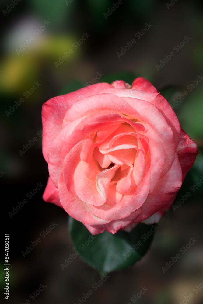 Poster Colorful roses on nature background