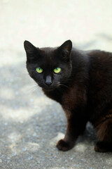 Portrait of cute street cats