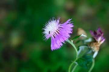 Colorful summer flowers on nature background