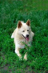 Portrait of cute beige dog