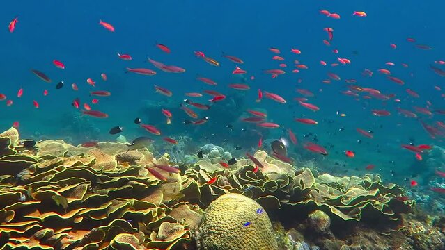 Exotic tropical coral reef full of underwater life and colors. Underwater scuba diving on the beautiful tropical coral reef with school of various fish.