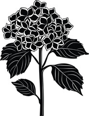 Hydrangea flower silhouette vector illustration