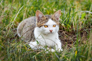 A cat with white and brown fur and a serious look is lying in the garden on the grass