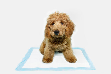 Portrait poodle puppy dog  sitting on a pee disposables pad training. Isolated on white background © Sandra