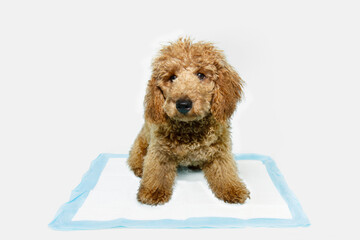 Portrait poodle puppy dog  sitting on a pee disposables pad training. Isolated on white background
