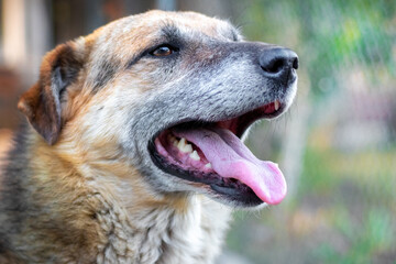 A close-up of a dog's face with fangs and a protruding tongue