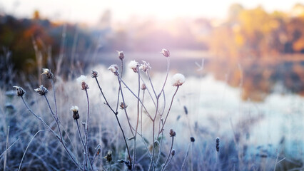 Frost-covered dry plants near the river on a frosty autumn morning