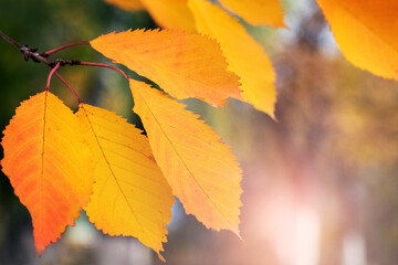 A tree branch with yellow and orange autumn leaves close-up in the forest on a blurred background