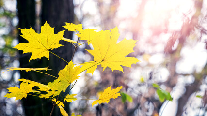 Yellow maple leaves in the forest on a tree on a sunny day