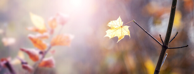 Magical corner of the forest with autumn leaves in the sunbeam on a blurred background, autumn background