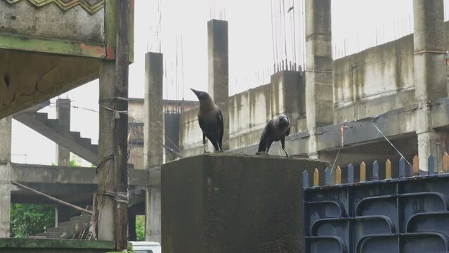 Two crows on cemented wall. House crow,Corvus splendens, also known as the Indian, greynecked, Ceylon or Colombo crow, is a common bird of the crow family that is of Asian origin. Now found worldwide.