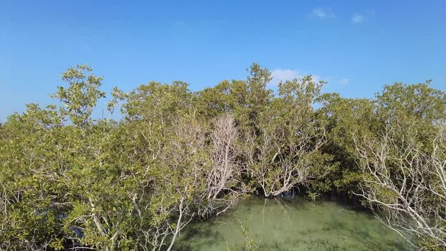 Mangroves natural habitat at Al Jubail Park in Abu Dhabi, UAE
