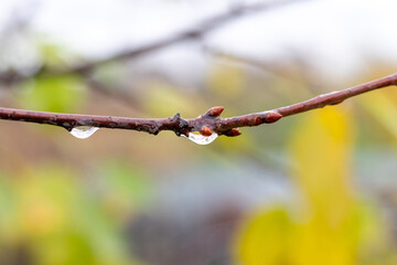 Tree branch with raindrops on blurred autumn background