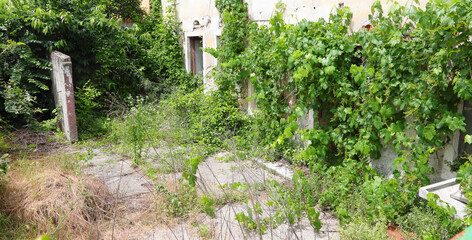 Overgrown garden of an abandoned farmhouse without people and many weeds