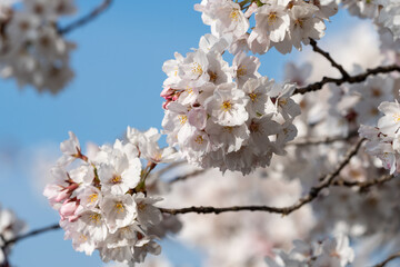 Cherry blossoms in peak bloom - Washington DC