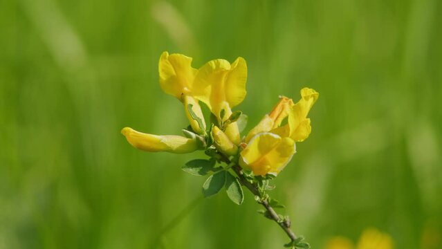 Yellow Broom Cytisus Flowers. Coronilla Florida Bloom In Garden. Yellow Petals Of Blooming Cytisus Flowers.