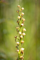 the Man orchis (Orchis anthropophora) in bloom, Belgium