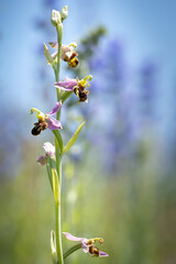 Bee orchid (ophrys apifera) in a blue flower field, Belgium