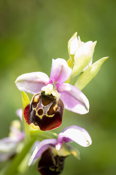 Close up of a late spider orchid (Ophrys fuciflora), Belgium